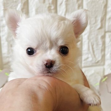 チワワ(ロング)【福岡県・女の子・2025年10月11日・クリーム】の写真「甘えん坊のかわいい女の子♪」