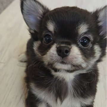 チワワ(ロング)【福岡県・女の子・2025年9月6日・ブラック&タン】の写真「まったりしたかわいい女の子♡」