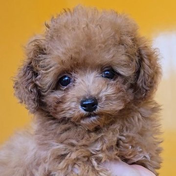マルプー(マルチーズ×トイプードル)【福岡県・男の子・2024年12月20日・レッド】の写真「甘えん坊なかわいい男の子✨」