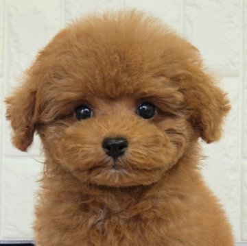 タイニープードル【福岡県・男の子・2025年9月28日・レッド】の写真「甘えん坊のかわいい男の子✨」