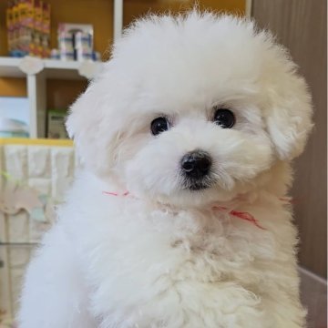 ビションフリーゼ【福岡県・女の子・2024年9月12日・ホワイト】の写真「おめめくりくり激かわ女の子♥」