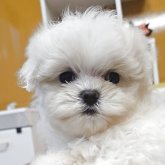 マルチーズ
