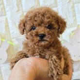 トイプードル(タイニー)