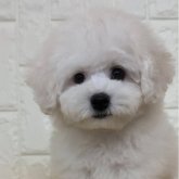 ビションフリーゼ