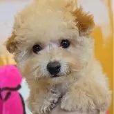 トイプードル(トイ)