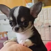 チワワ(スムース)【福岡県・男の子・2025年4月22日・ブラック&タン】の写真1
