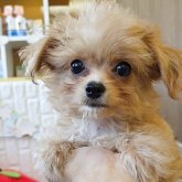 チワプー(トイプードル×チワワ)