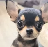 チワワ(スムース)