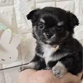 チワワ(ロング)