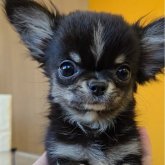 チワワ(ロング)