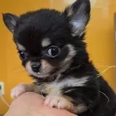 チワワ(ロング)