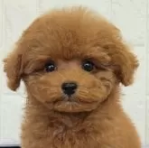 タイニープードル