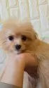 チワプー(トイプードル×チワワ)【福岡県・男の子・2025年7月17日・アプリコット】の写真4