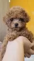 タイニープードル【福岡県・男の子・2025年7月6日・レッド】の写真4
