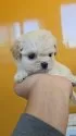チワプー(トイプードル×チワワ)【福岡県・男の子・2025年9月18日・クリーム】の写真4