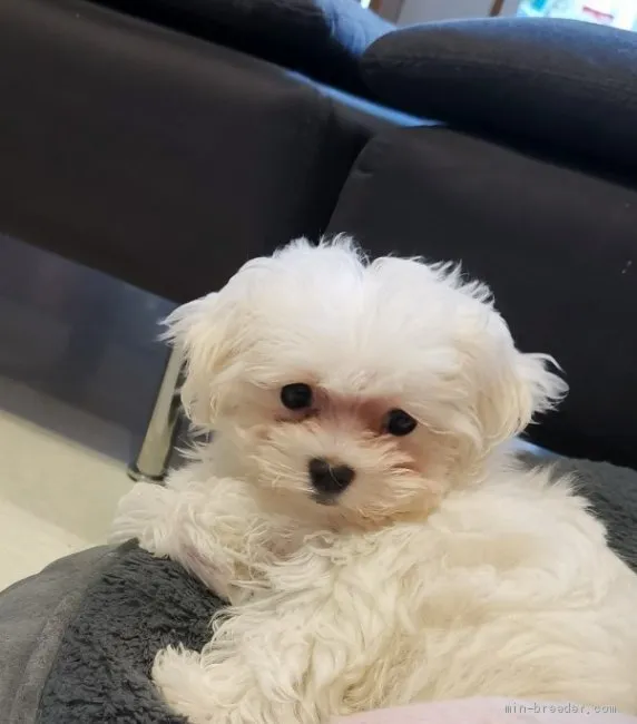 ID：2004-00870の子犬