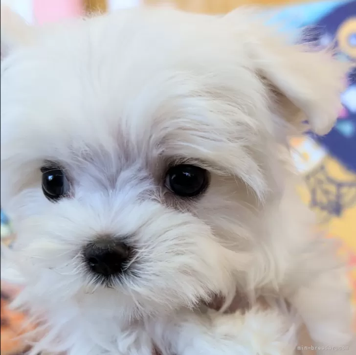 ID：2312-05507の子犬