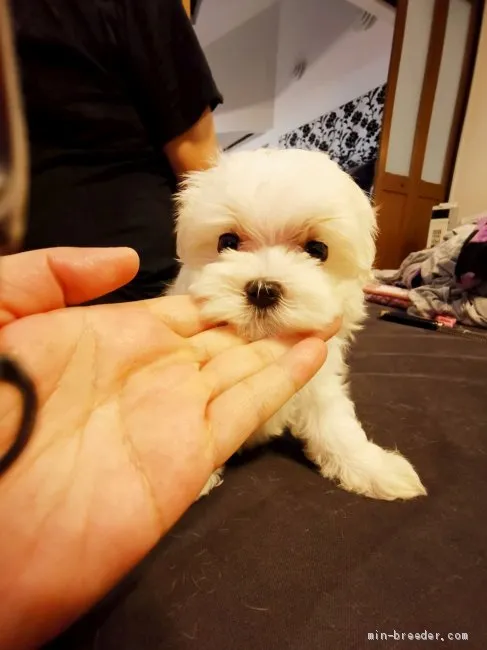 ID:2006-01125の子犬