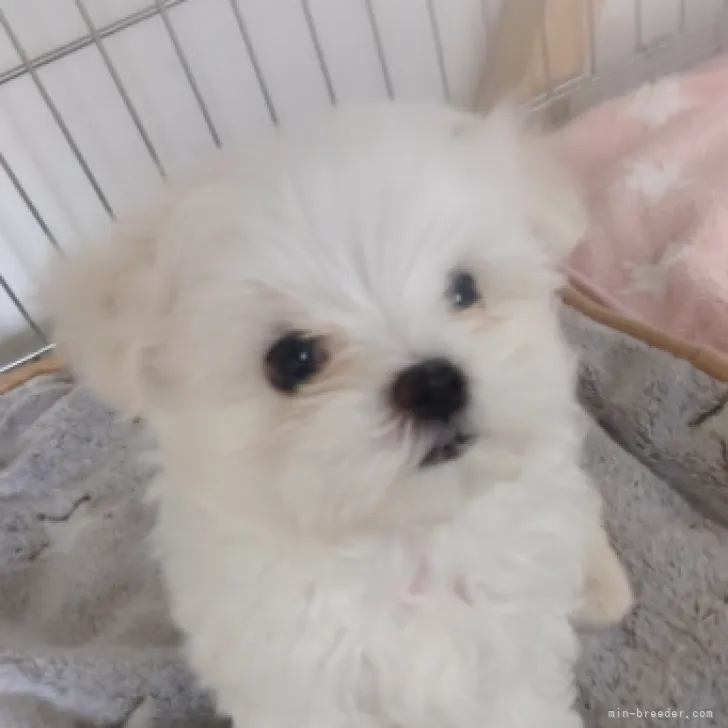 ID：2306-04173の子犬