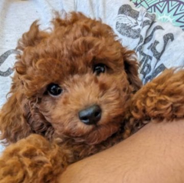 トイプードル(トイ)【福岡県・男の子・2023年7月22日・レッド】の写真「すぐにお迎え可能☆」