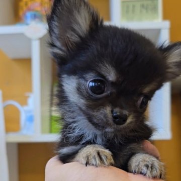 チワワ(ロング)【福岡県・男の子・2024年5月16日・ブラックタン】の写真「甘えん坊のイケメンくん✨」