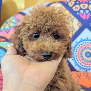 トイプードル(トイ)【福岡県・男の子・2023年5月9日・レッド】の写真「☆男の子ラッシュの為特別価格☆」