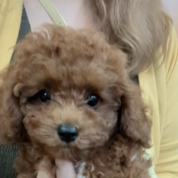 トイプードル(トイ)【福岡県・女の子・2023年4月21日・レッド】の写真「兄妹の中で女の子はこの子だけ︎‪💕」