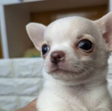 チワワ(スムース)【福岡県・女の子・2023年7月10日・クリームホワイト】の写真「お迎えすぐに可能です🐾」