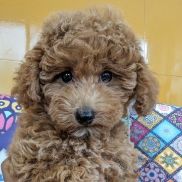 トイプードル(トイ)【福岡県・女の子・2023年5月29日・レッド】の写真「愛嬌たっぷり甘えん坊な女の子( ơ ᴗ ơ )」