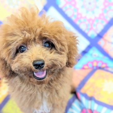 トイプードル(トイ)【福岡県・男の子・2023年4月21日・レッド】の写真「可愛い男の子☆お目目クリクリくん」