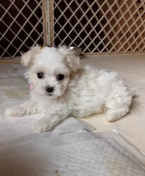 マルチーズ【福岡県・女の子・2019年12月12日・ホワイト】の写真「お目目大きい クリクリの可愛い女の子💛」