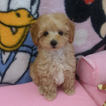 トイプードル(トイ)【福岡県・男の子・2023年5月9日・アプリコット】の写真「すぐにお迎えできます🐾」