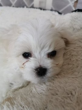 マルチーズ【福岡県・女の子・2019年12月12日・ホワイト】の写真「キュートで愛嬌たっぷりな女の子💛💛💛」
