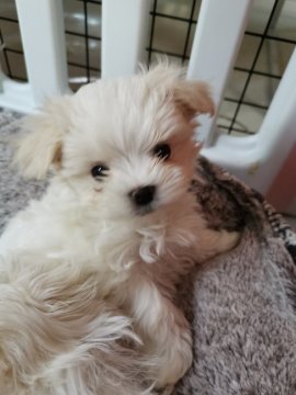 マルチーズ【福岡県・男の子・2019年12月12日・ホワイト】の写真「可愛すぎる甘えん坊の男の子💛」