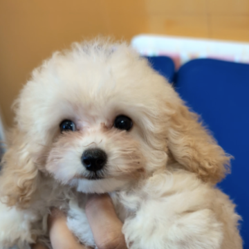 トイプードル(トイ)【福岡県・男の子・2023年7月31日・クリーム】の写真「お迎えすぐに出来ます🐾」