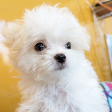 チワマル(チワワ×マルチーズ)【福岡県・男の子・2023年8月18日・クリームホワイト】の写真「可愛いチワマルくん☆」