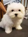 マルチーズ【福岡県・男の子・2020年3月22日・ホワイト】の写真1「6月10日撮影」