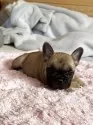 フレンチブルドッグ【福岡県・女の子・2026年2月9日・フォーン】の写真5