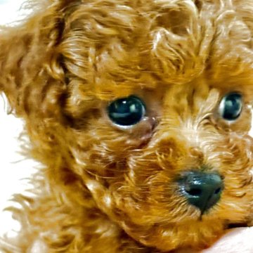 トイプードル(ティーカップ)【福岡県・男の子・2025年6月18日・レッド】の写真「とても可愛いお顔した男の子です」