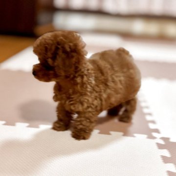 トイプードル(ティーカップ)【福岡県・男の子・2025年6月18日・レッド】の写真「とても可愛いお顔で肉付きも良いドワーフの子です」
