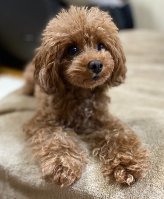 タイニープードル【・女の子・2019年4月20日・レッド】