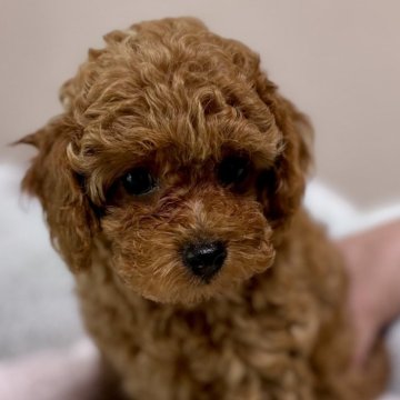 トイプードル(タイニー)【福岡県・女の子・2024年5月19日・レッド】の写真「お目目が大きな優しい顔した可愛い女の子です。」