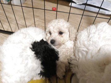 トイプードル(トイ)【長野県・男の子・2025年10月13日・ホワイト】の写真「大きな子」