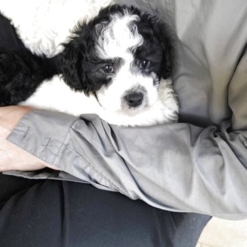 トイプードル(トイ)【長野県・男の子・2025年10月13日・ホワイト&ブラック(パーティーカラー)】の写真「頭と腰が黒いパーティーカラー」