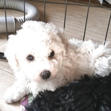 トイプードル(トイ)【長野県・男の子・2025年10月13日・ホワイト】の写真「大きな子です」