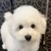ビションフリーゼ