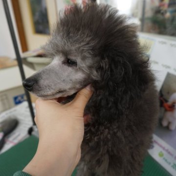 トイプードル(トイ)【栃木県・男の子・2024年8月4日・シルバー】の写真「クオリティの高いシルバーお探しの方にお薦めです。」