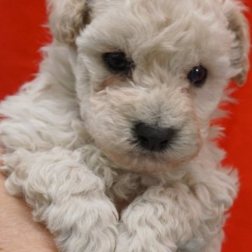 トイプードル(トイ)【栃木県・男の子・2025年10月10日・ホワイト】の写真「とっても可愛い上物ホワイトプー。当犬舎期待の仔です」
