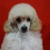 トイプードル(トイ)