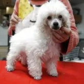 トイプードル(トイ)【栃木県・女の子・2024年11月23日・ホワイト】の写真4「とっても可愛い」